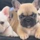 cutest puppies video compilation