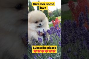 cutest puppy ever ❤️😍😍/#youtubeshorts #shorts #trending #loveanimals #cutepuppies