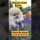 cutest puppy ever ❤️😍😍/#youtubeshorts #shorts #trending #loveanimals #cutepuppies