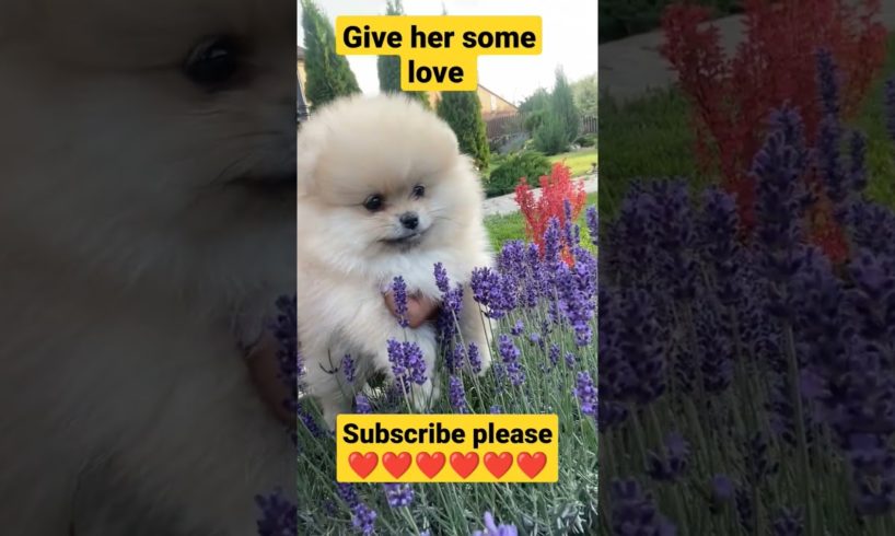 cutest puppy ever โค๏ธ๐๐/#youtubeshorts #shorts #trending #loveanimals #cutepuppies