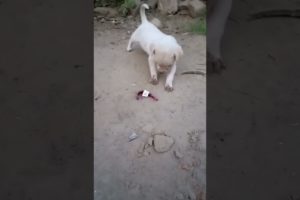 cutest #puppy #puppies #dogecoin #doglover #puppylove #dogs #viral #trending #baby #doglovers
