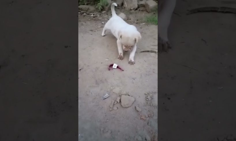 cutest #puppy #puppies #dogecoin #doglover #puppylove #dogs #viral #trending #baby #doglovers