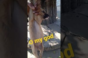 dog respect dog video dog rescue videos