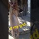 dog respect  dog video dog rescue videos