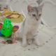 funny animals 2023 || kitten meow tiny kitten playing