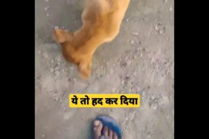 funny cute puppies #shorts