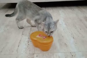 funny kittens 2023 || kitten simba playing with📦 funny animal