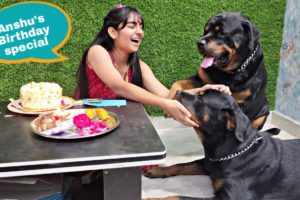 jerry and anshu playing together  | Rottweiler puppies | funny animals