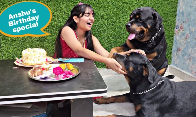 jerry and anshu playing together  | Rottweiler puppies | funny animals