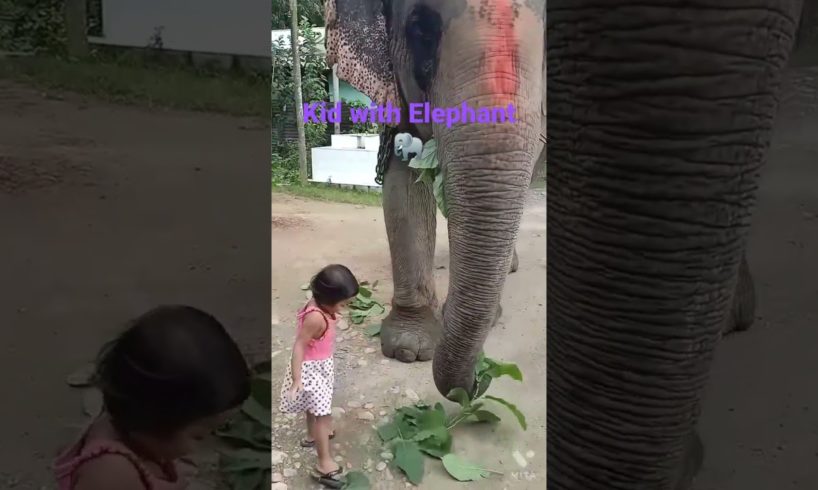 kid playing with elephant #ytshorts #ytshort #yt #elephant #anime #animals #🐘 #nature