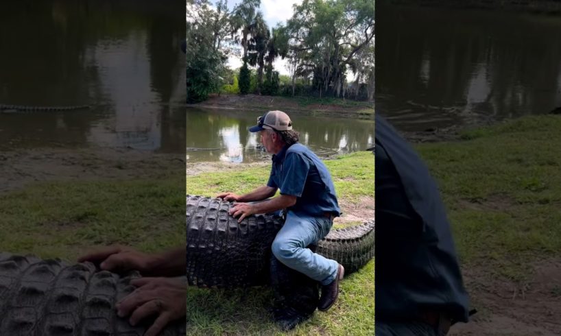 let's go 😂 मगरमच्छ की सवारी #crocodile #youtubeshorts #shortsfeed #viral #shorts