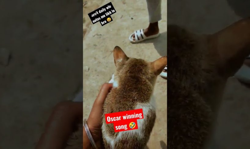 mine cat 😺🥵 !! koi accha sa name suggest kr do 🤭!! #shorts #viral #video