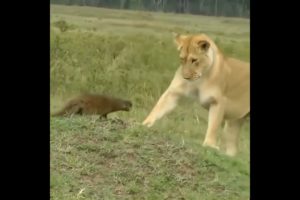 mongoose attack lions | #shorts #facts #animals