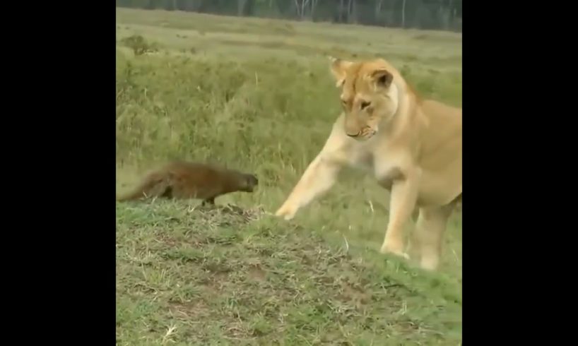 mongoose attack lions | #shorts #facts #animals