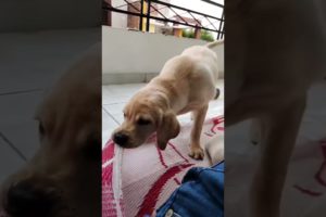 my cute play💛💙 doglover plz like nd subscribe. #shorts#doglover #cutedog #animals