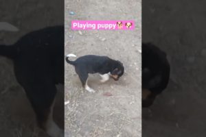 playing puppy🐕#shorts #viral #youtubeshorts #shortsfeed #shortvideo #animals #pets #dog #puppy #dogs