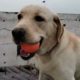 playing the ball 🏀      #dogs #vlog #animals #labrador