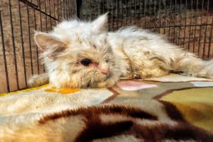 poor cat was thrown in trash when she didn’t get sold for a fair price! She was heartbroken!