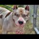 "DOG'S DESPERATE PLEA: See What Happens When Someone Heeds His Call..." ANIMAL RESCUE 2023