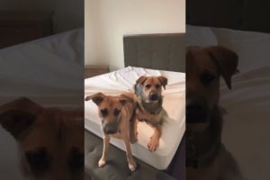 "LMAO! You Won't Believe What These Cutest Dogs Did On TikTok!"