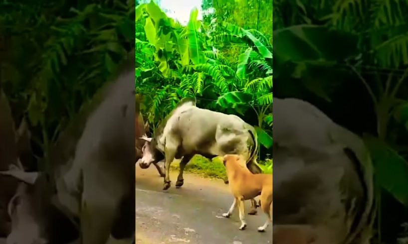 #shorts 👁️Best of animal fights in seconds👁️#shortsfeed