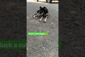 #shorts Cutest Puppy can make your day🤗 #viral #trending #dog #ytshorts #cute #puppy #short #sweet