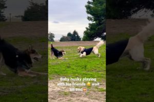#shorts #youtubeshorts #husky #pets  baby husky playing with his friend Romio