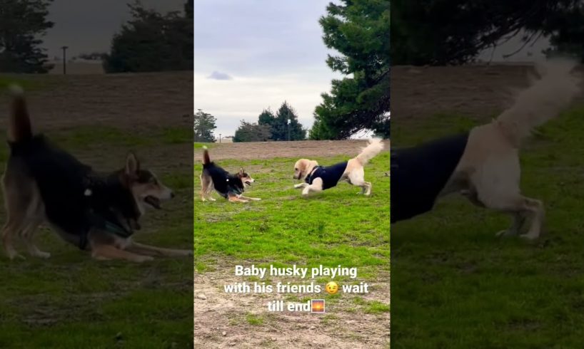 #shorts #youtubeshorts #husky #pets  baby husky playing with his friend Romio