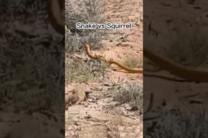 snake vs squirrel, Wildlife, Animal Fights. @sauro.tvchannel