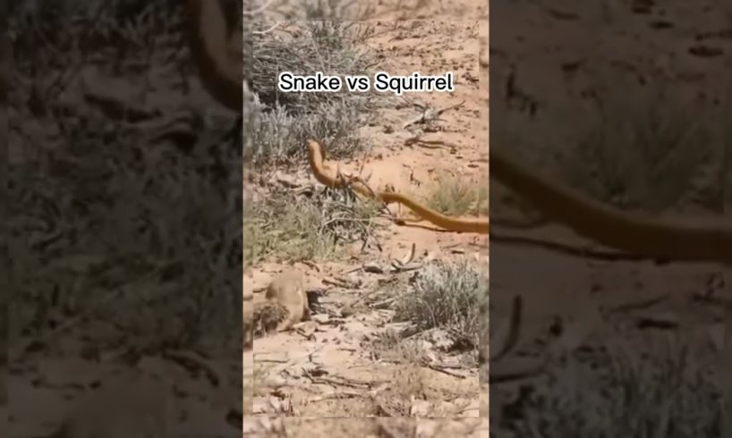 snake vs squirrel, Wildlife, Animal Fights. @sauro.tvchannel