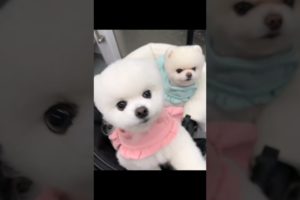so cutest puppies#funny#youtubeshorts#271
