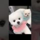 so cutest puppies#funny#youtubeshorts#271