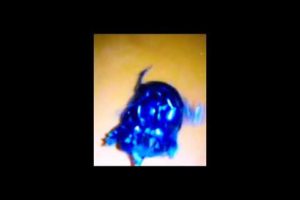 stuck animals #animals #animalfacts #animal fights #shorts #shortvideo #shortsvideo