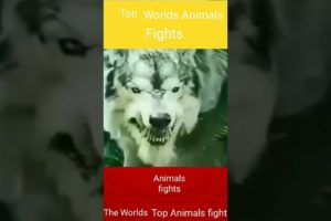 top worlds animals fight| Wild animalls fights| #shorts #youtubeshorts # Animals fights