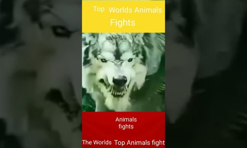 top worlds animals fight| Wild animalls fights| #shorts #youtubeshorts # Animals fights