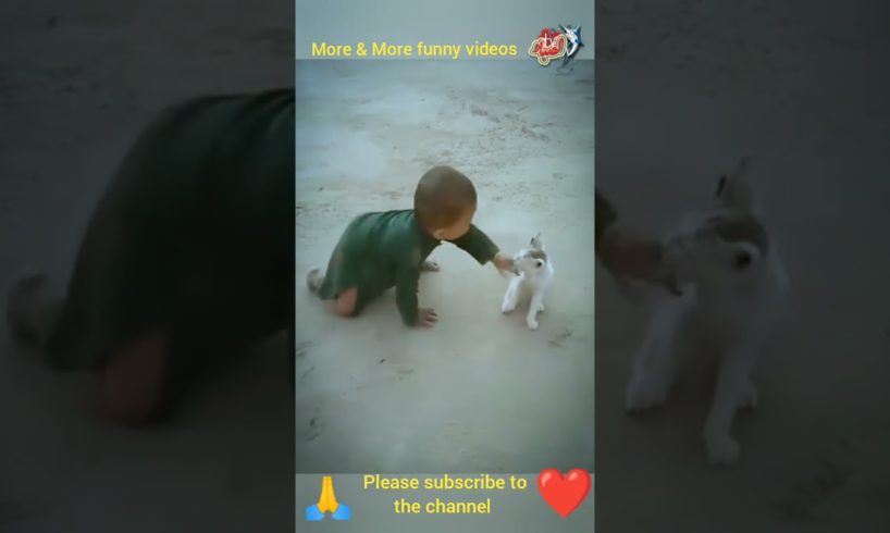 try not to laugh ..Real cat fight . funniest animals