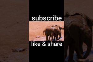 two elephants playing in the mud || #elephant #babyelephants #shorts #funnyvideo #animals #viral