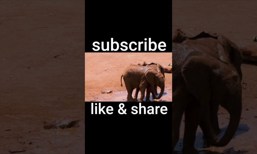 two elephants playing in the mud || #elephant #babyelephants #shorts #funnyvideo #animals #viral