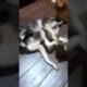#viral The dogs are playing between #dogs #animals