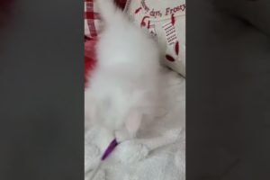 white persian playing 😻#monitization #subscribe #cat #kitten #YouTube #animals #TikTok #viral