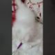 white persian playing 😻#monitization #subscribe #cat #kitten #YouTube #animals #TikTok #viral