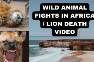 wild animal fights in Africa / lion death video