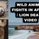 wild animal fights in Africa / lion death video