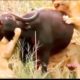 wild animals.wild animal fights.wild animal fights lion vs tiger