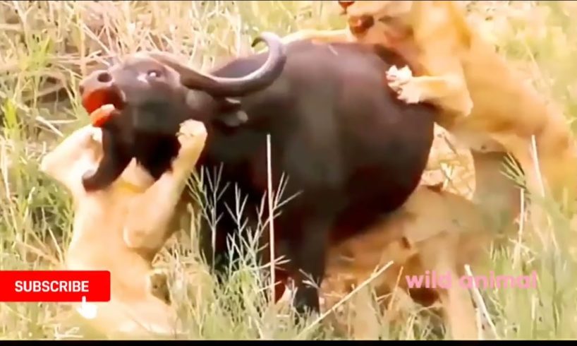 wild animals.wild animal fights.wild animal fights lion vs tiger