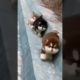 worlds most cutest puppies ❤️ | Alaskan malamute | shorts