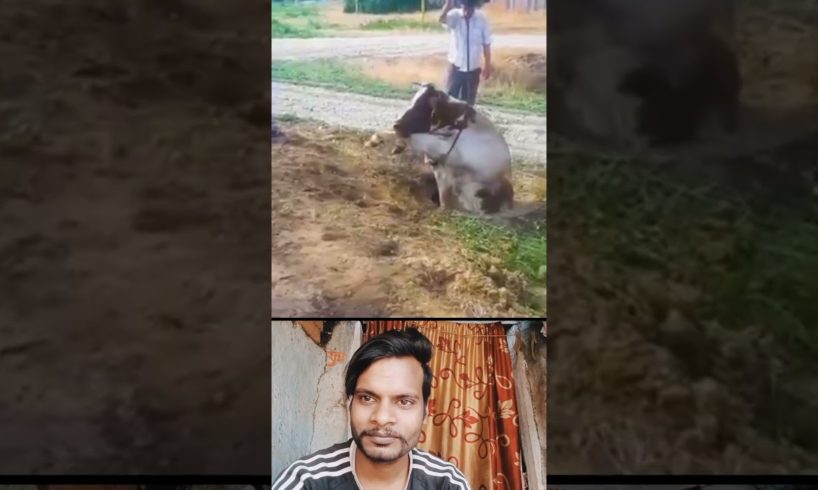 गाय बड़े से गड्डे मे गिर गयी थी #shorts😱😳 @AnimalAidUnlimited