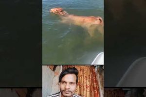 गौ माता की जान बच गयी @narenkhuntey #shorts