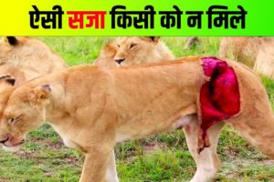 ज़िन्दगी ऐसी भी होती है शेरो की | Wild animal fight in wildlife🔥🔥