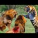 जानवर की लड़ाई । Janbaro Ki Ladai | Fighting Moments Between Savage Predators, Attack Animals Fight